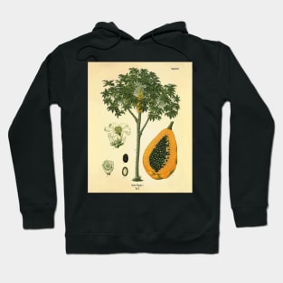 Vintage Nature illustration of Papaya Hoodie